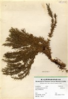 藏品(線葉蔓石松)的圖片